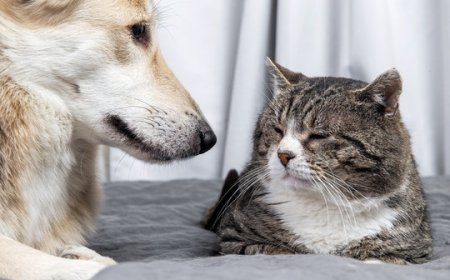 Why Your Pet Deserves the Best: A Guide to Finding the Right Veterinary Hospital