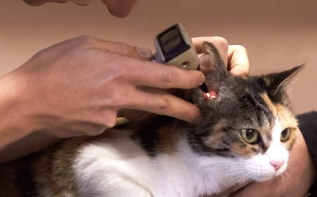Vet Poison Control: How to Keep Your Pet Safe from Common Household Hazards
