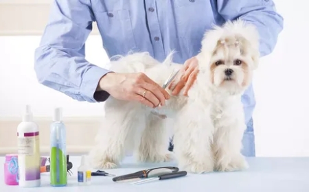How to Groom a Yorkie at Home: Tips for Grooming Success