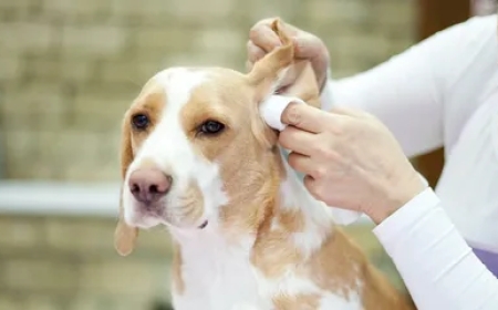 Expert Dog Ear Cleaning Service for Healthy Ears