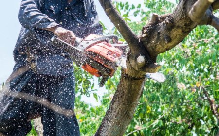 Tree Trimming services League City, TX