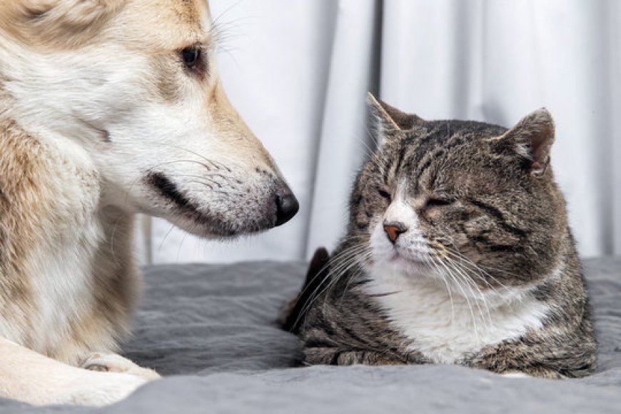 Why Your Pet Deserves the Best: A Guide to Finding the Right Veterinary Hospital