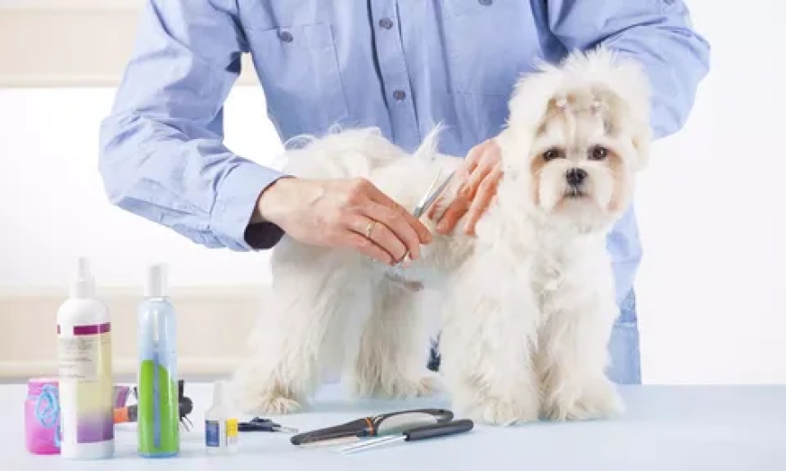 How to Groom a Yorkie at Home: Tips for Grooming Success