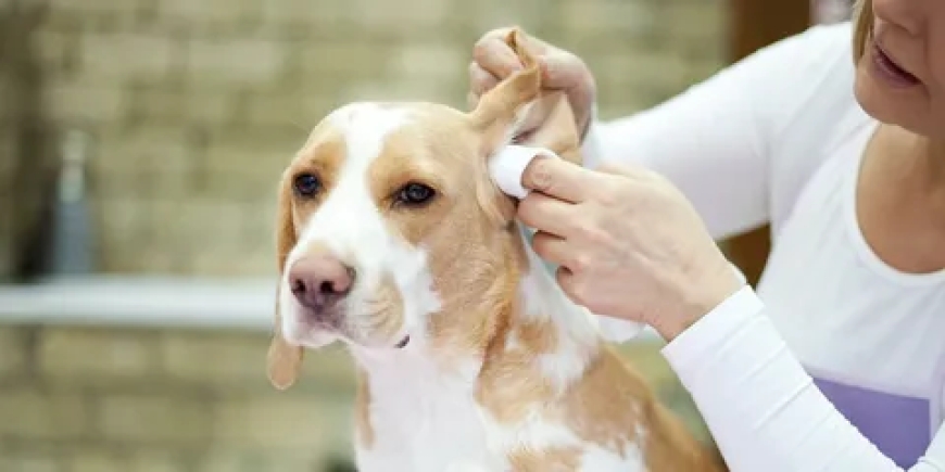 Expert Dog Ear Cleaning Service for Healthy Ears