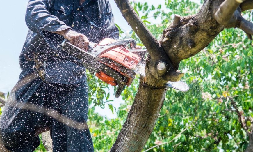 Tree Trimming services League City, TX