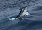 Marlin Fishing Cape Verde – A Complete Guide for Anglers