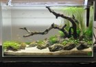 Freshwater Aquarium: Your Complete Beginner’s Guide to a Thriving Aquatic World