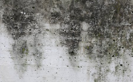 Is Mold Dangerous for the houses?