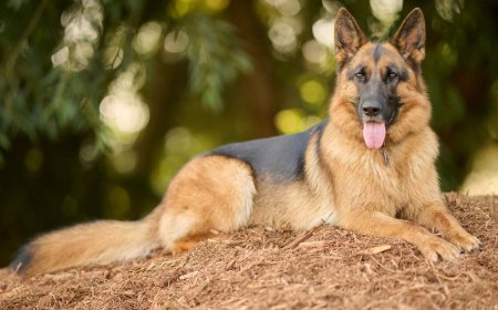 Most Aggressive Dog Breeds: Understanding Mean and Dangerous Dogs