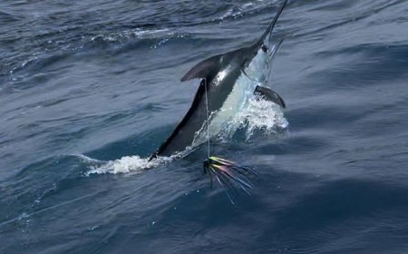 Marlin Fishing Cape Verde – A Complete Guide for Anglers