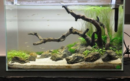 Freshwater Aquarium: Your Complete Beginner’s Guide to a Thriving Aquatic World