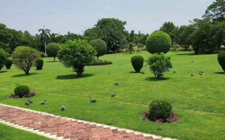 Garden Design Services in Cleveland, TX | DNG AMIGOS Lawn Care Experts