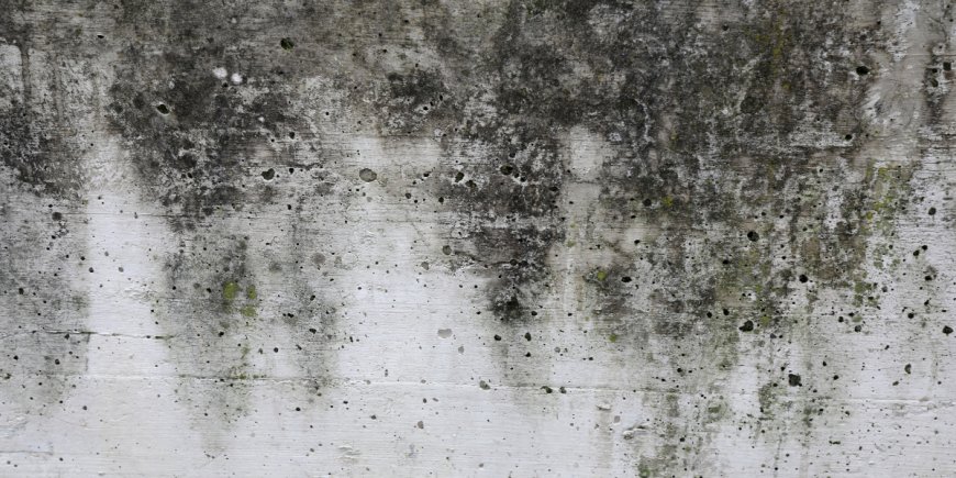 Is Mold Dangerous for the houses?