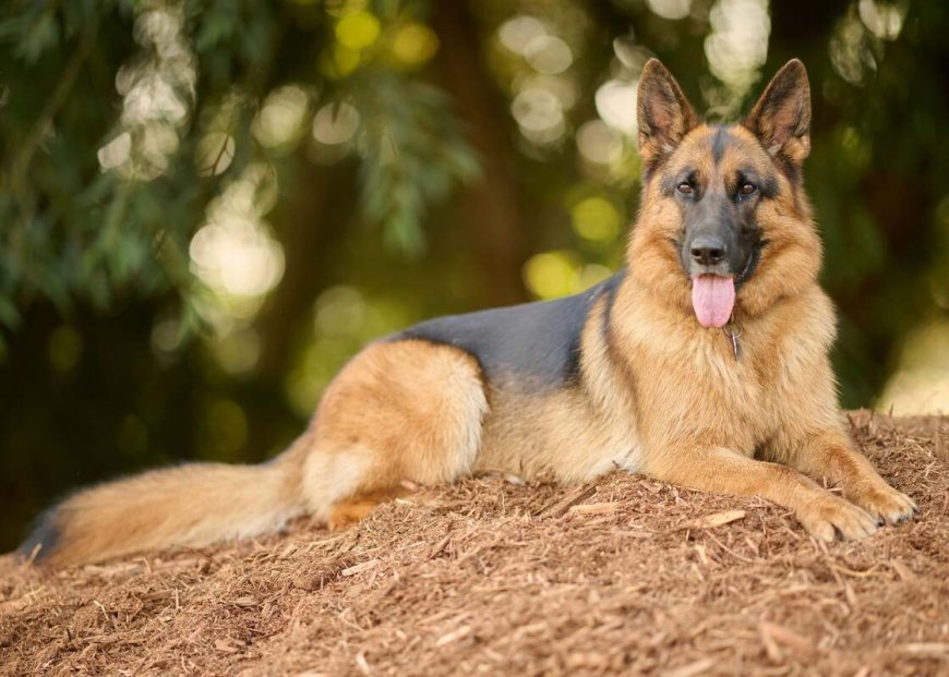 Most Aggressive Dog Breeds: Understanding Mean and Dangerous Dogs