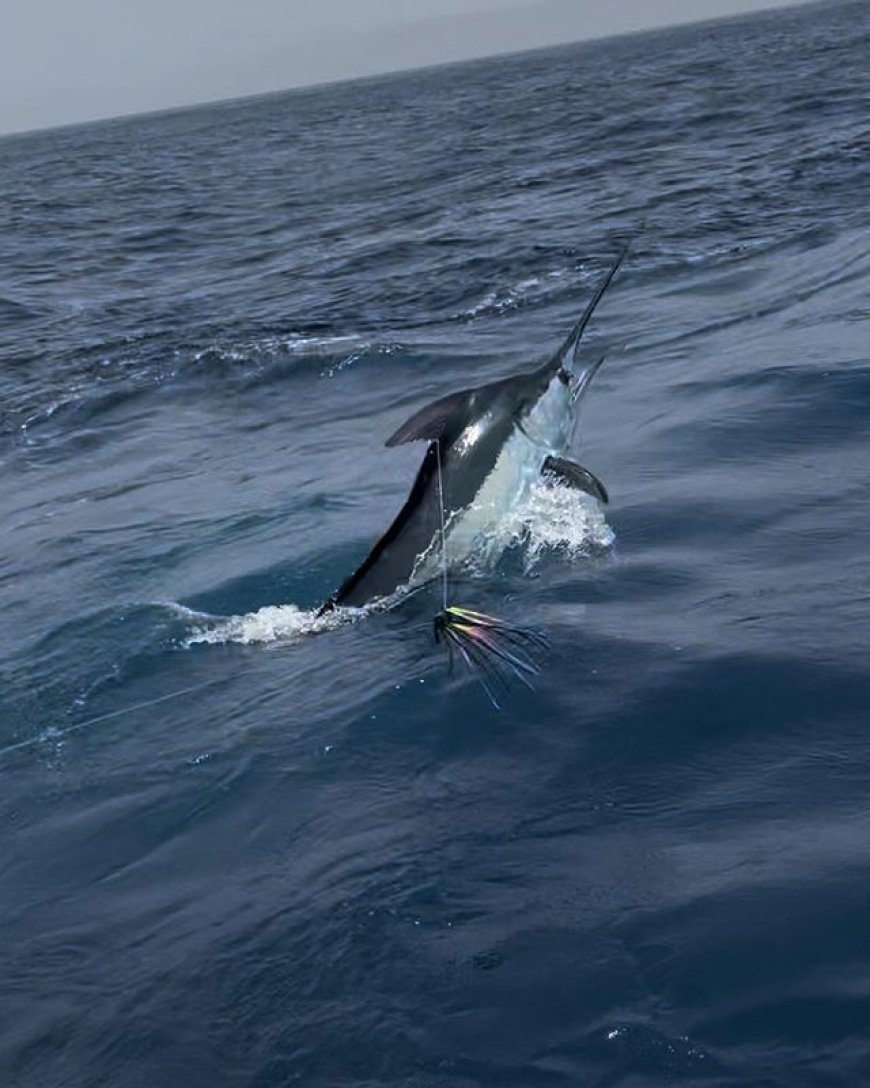 Marlin Fishing Cape Verde – A Complete Guide for Anglers