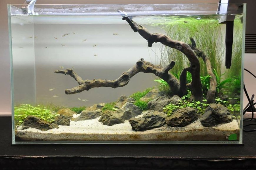Freshwater Aquarium: Your Complete Beginner’s Guide to a Thriving Aquatic World